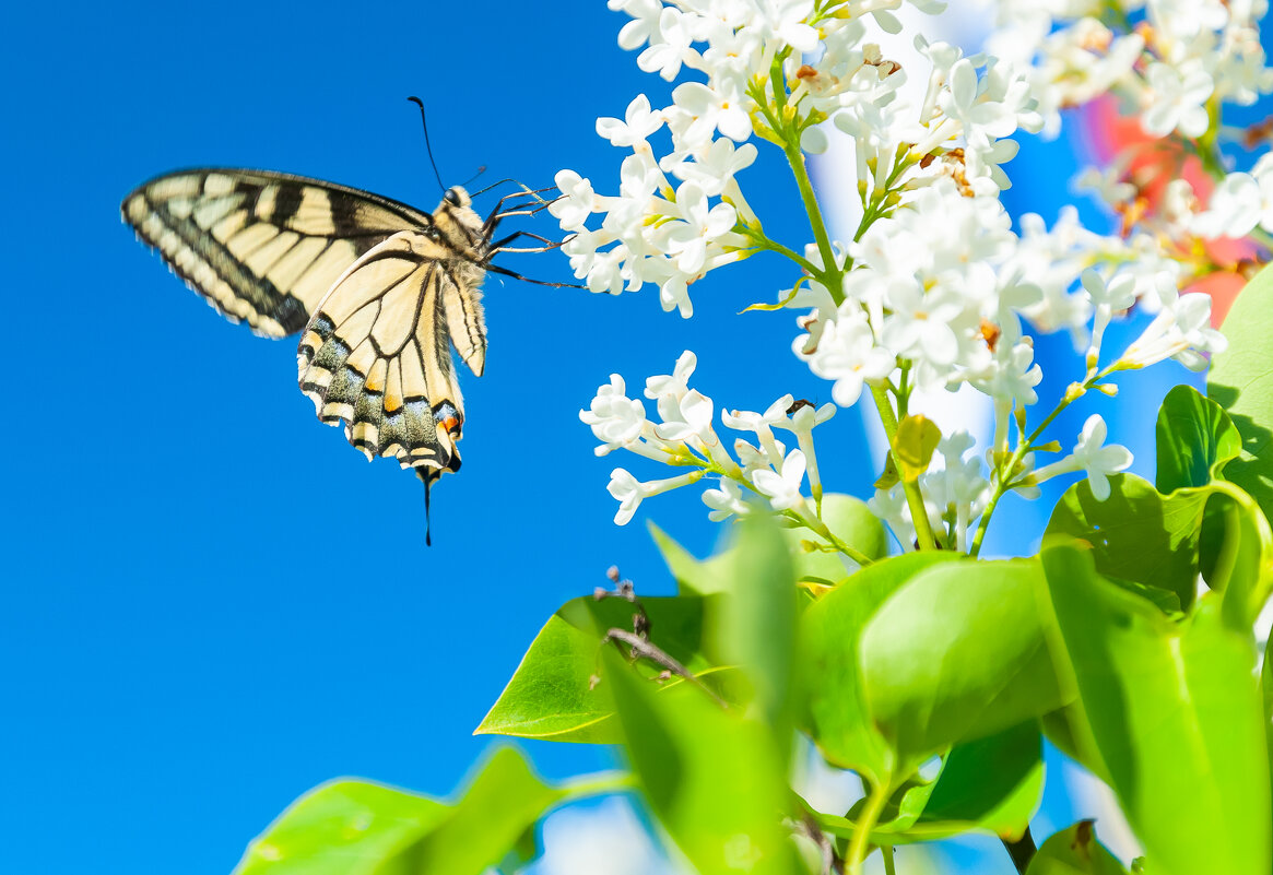 Махаон - Олег Загорулько