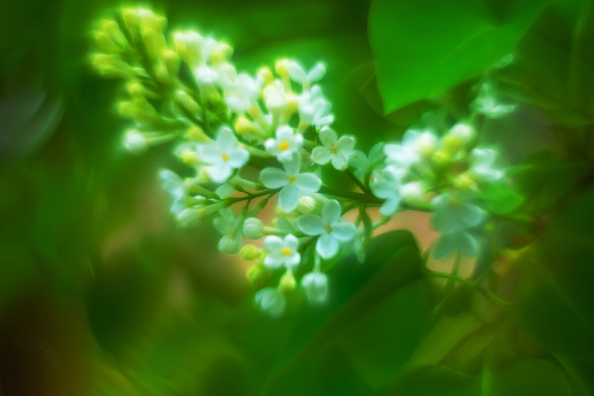 Черёмуха - Олег Загорулько