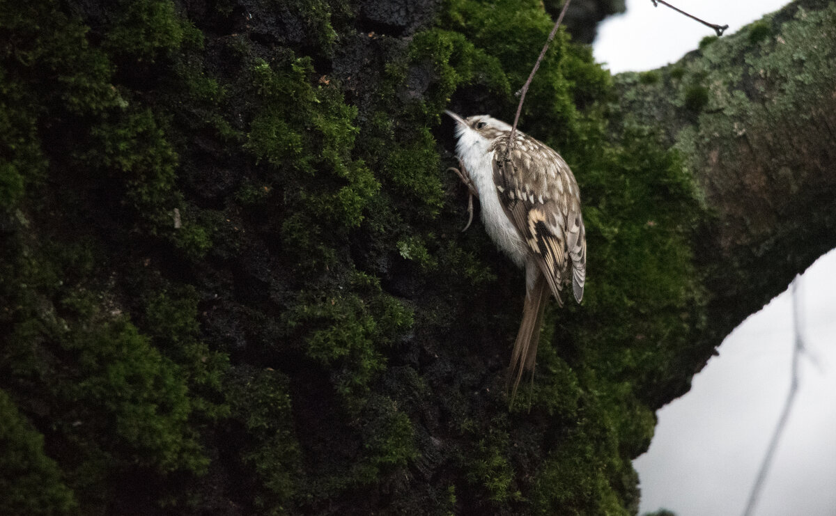 Пищуха. - Владимир Безбородов