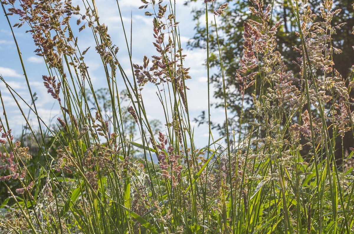 Летнее утро у реки Миасс. г. Миасс, Машгородок. - Алексей Трухин Летнее утро у реки Миасс. г. Миасс, Машгородок. - Алексей Трухин