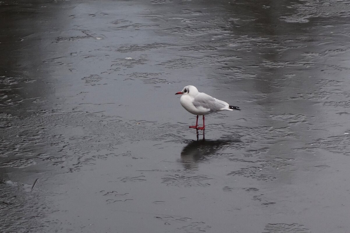 По первому ледку - Рита Симонова По первому ледку - Рита Симонова