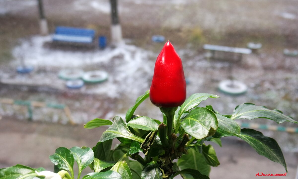 А за окном бесснежный декабрь... - Андрей Заломленков