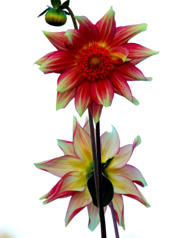 Георгинки бывают разные. - nadyasilyuk Вознюк