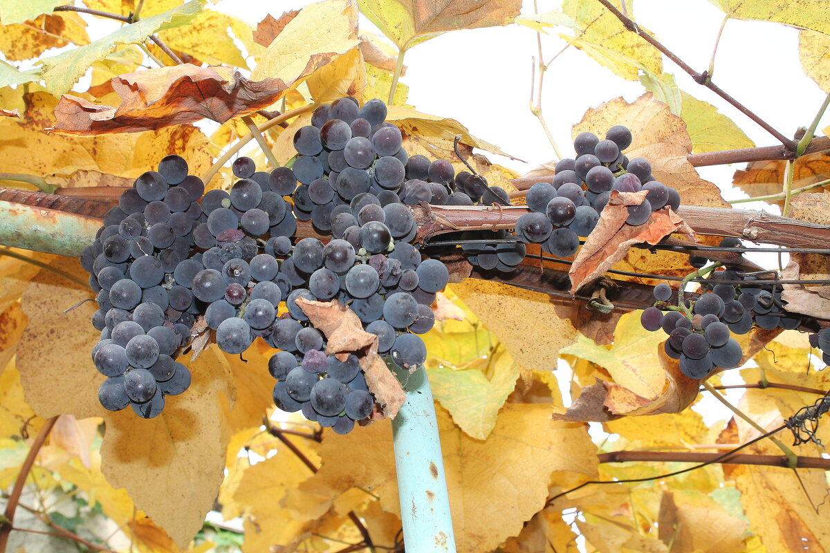 Изабелла - Ирина 