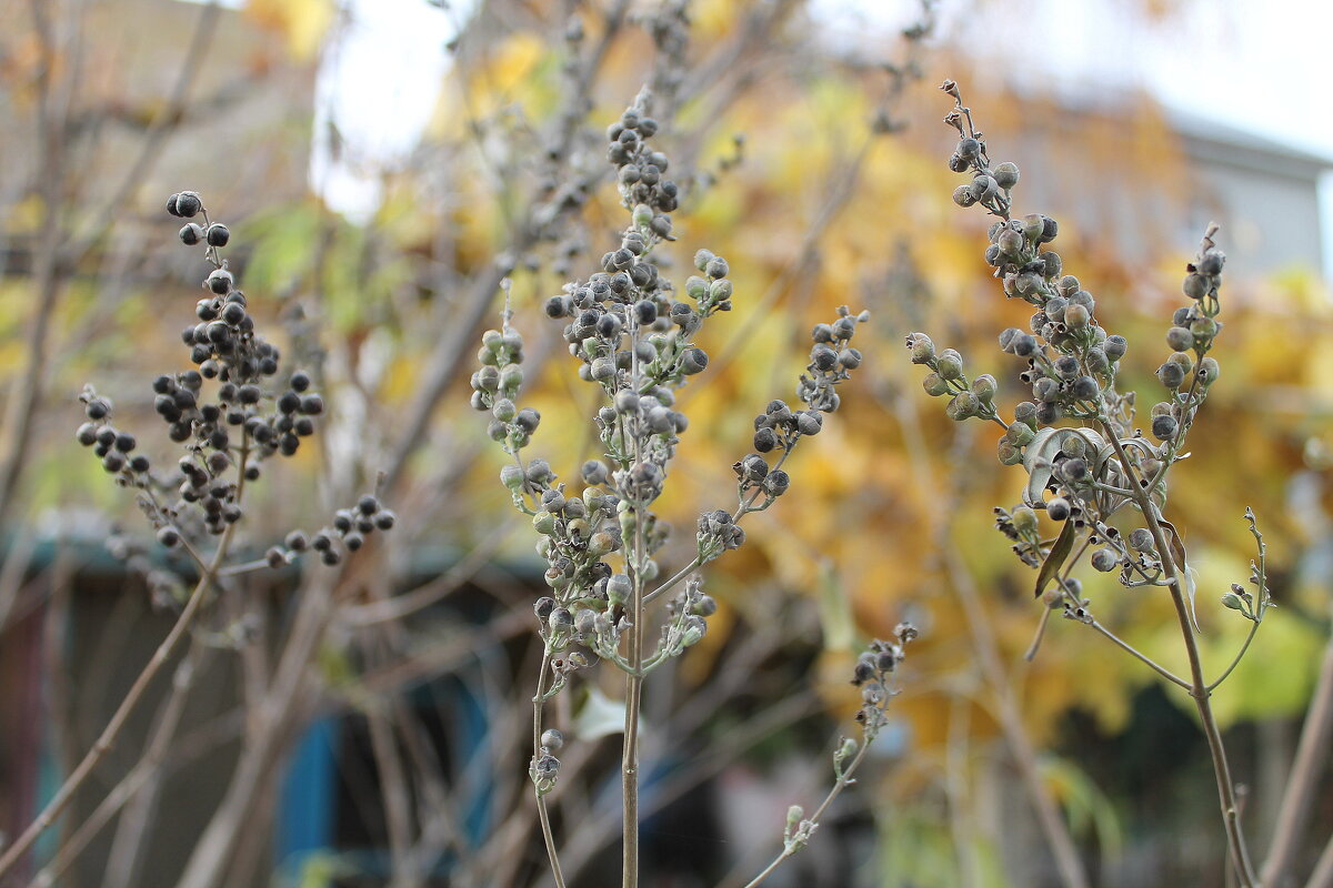 Черный перец - Ирина 
