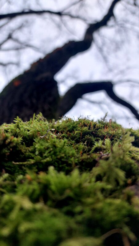 Мох - Максим Егоров