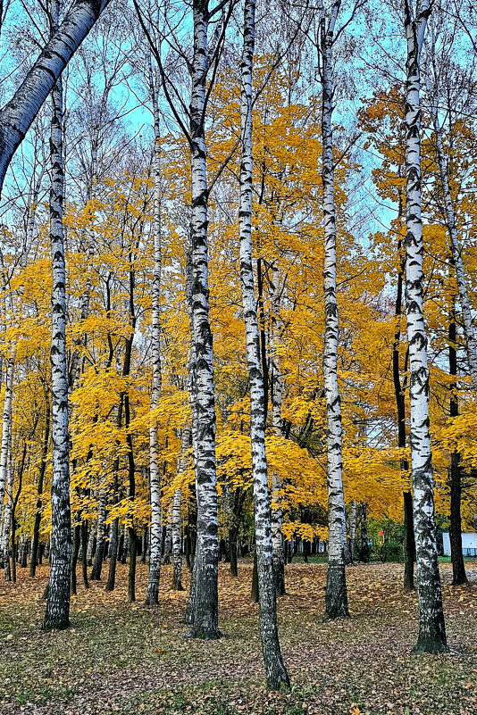 Последние осенние денечки - Михаил Свиденцов