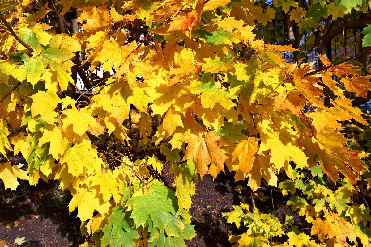 Густые ветви клена - Сергей Карачин