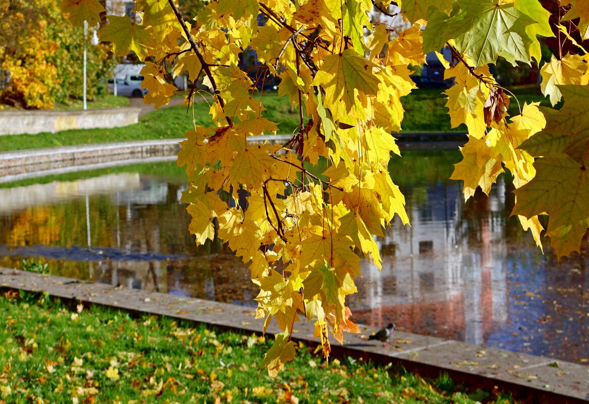Кленовые ветки - Сергей Карачин