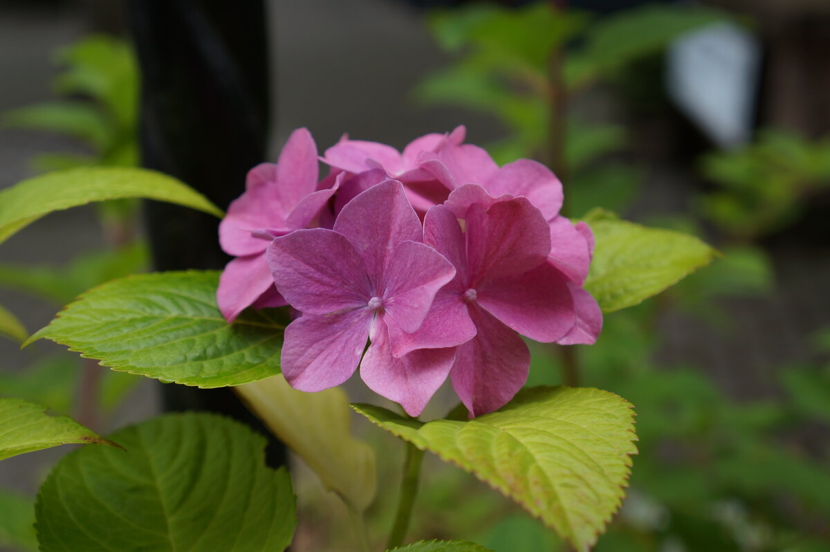 ***** - Алёна Савина