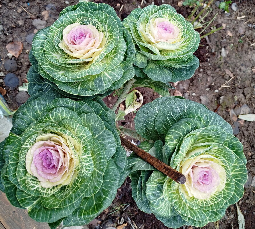 Пора квасить! - Александр Чеботарь