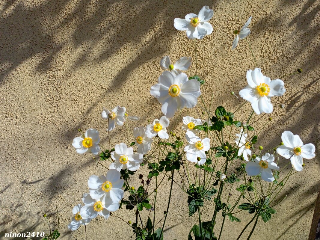 Адлер. Дендропарк "Южные культуры" - Нина Бутко Адлер. Дендропарк "Южные культуры" - Нина Бутко