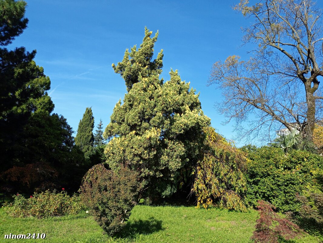 Адлер. Дендропарк "Южные культуры" - Нина Бутко