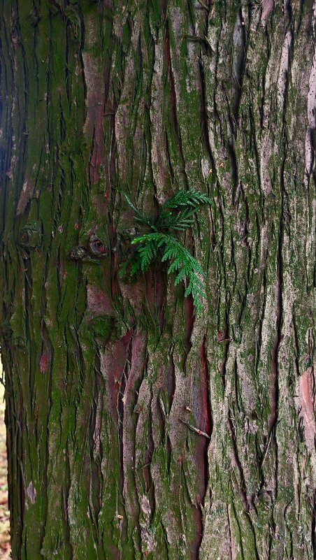 Росток - Максим Егоров