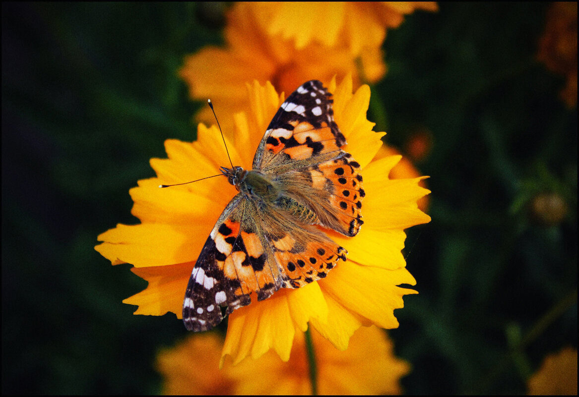 Бабочка. - Александр 