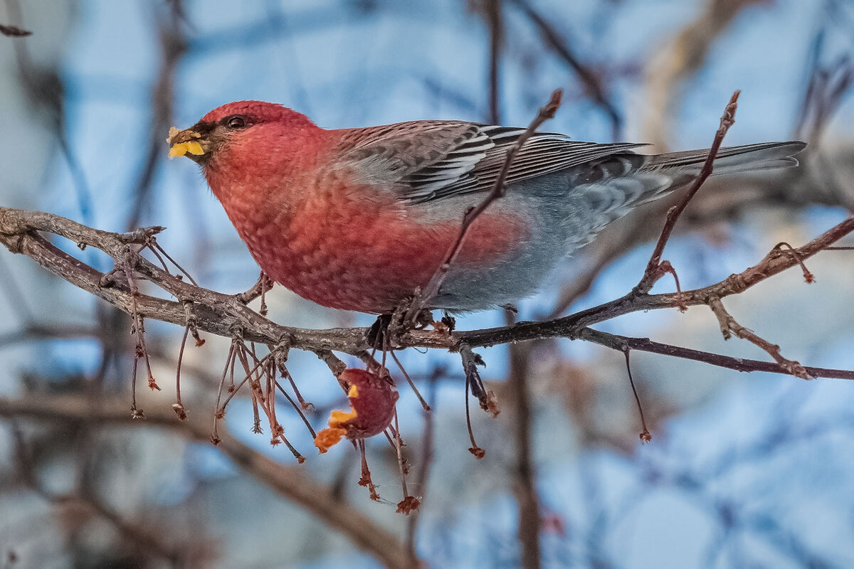 Щур. - Евгений Голубев