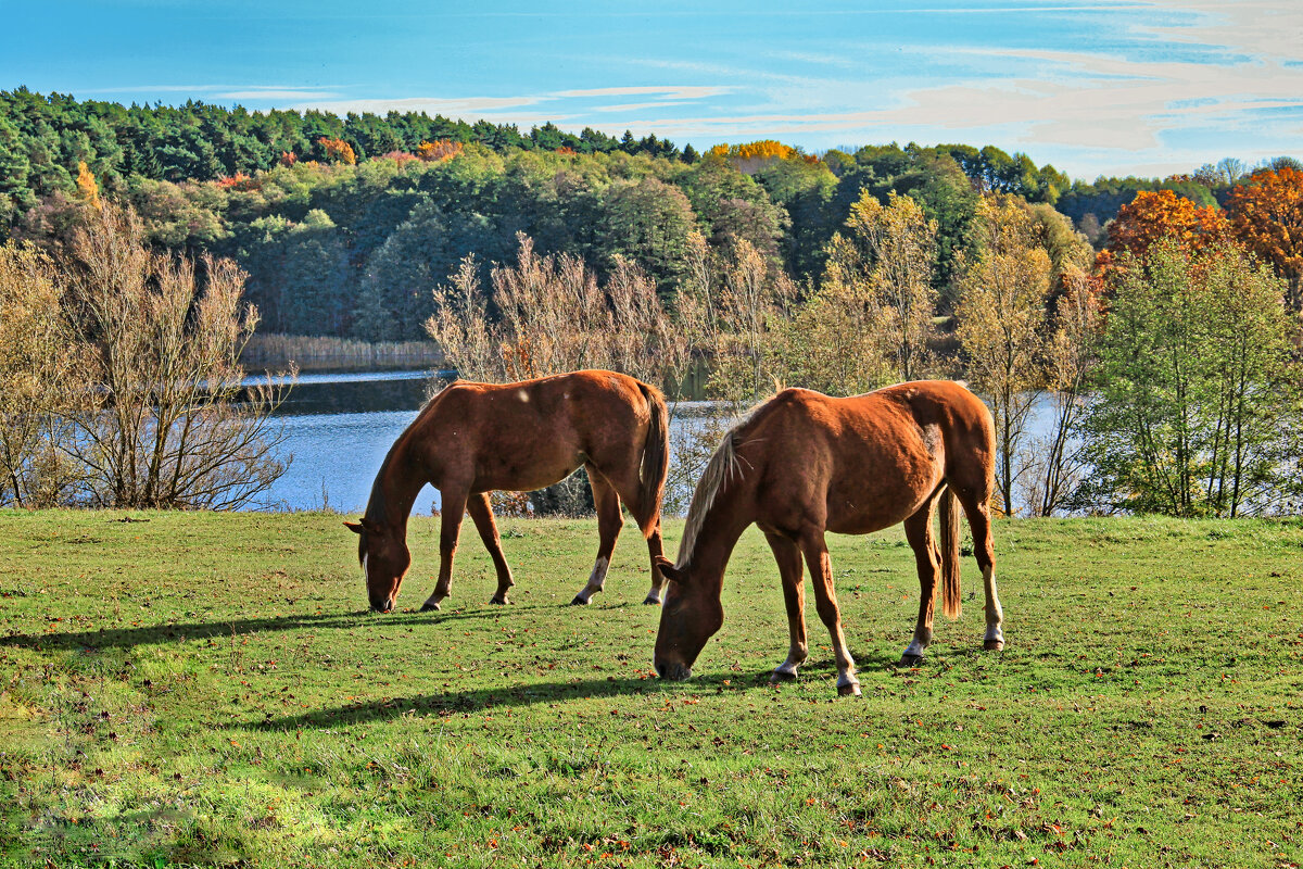 PRO пасущихся коней - Андрей K.