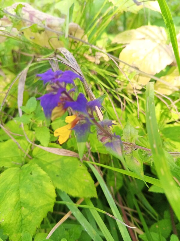 Иван-да-марья - Сапсан 