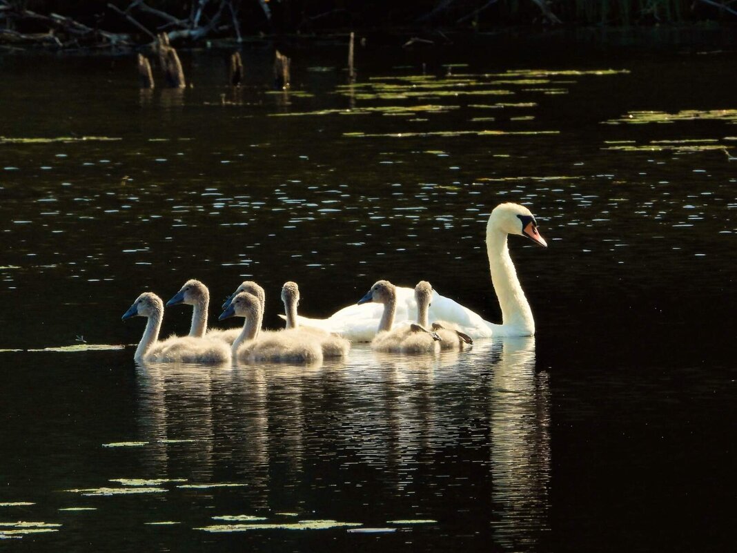 Шипунчики - Ольга Митрофанова