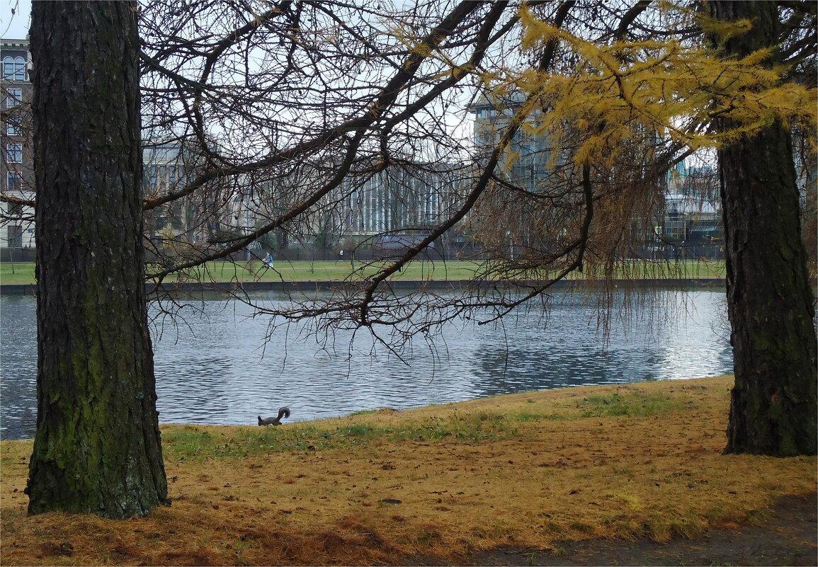 золото декабря - sv.kaschuk золото декабря - sv.kaschuk