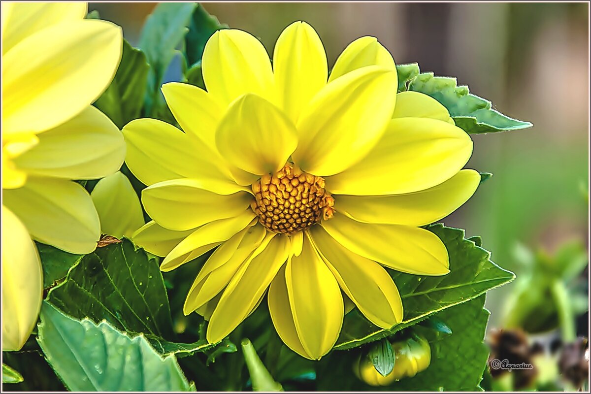 Про сентябрьские цветы... - Aquarius - Сергей