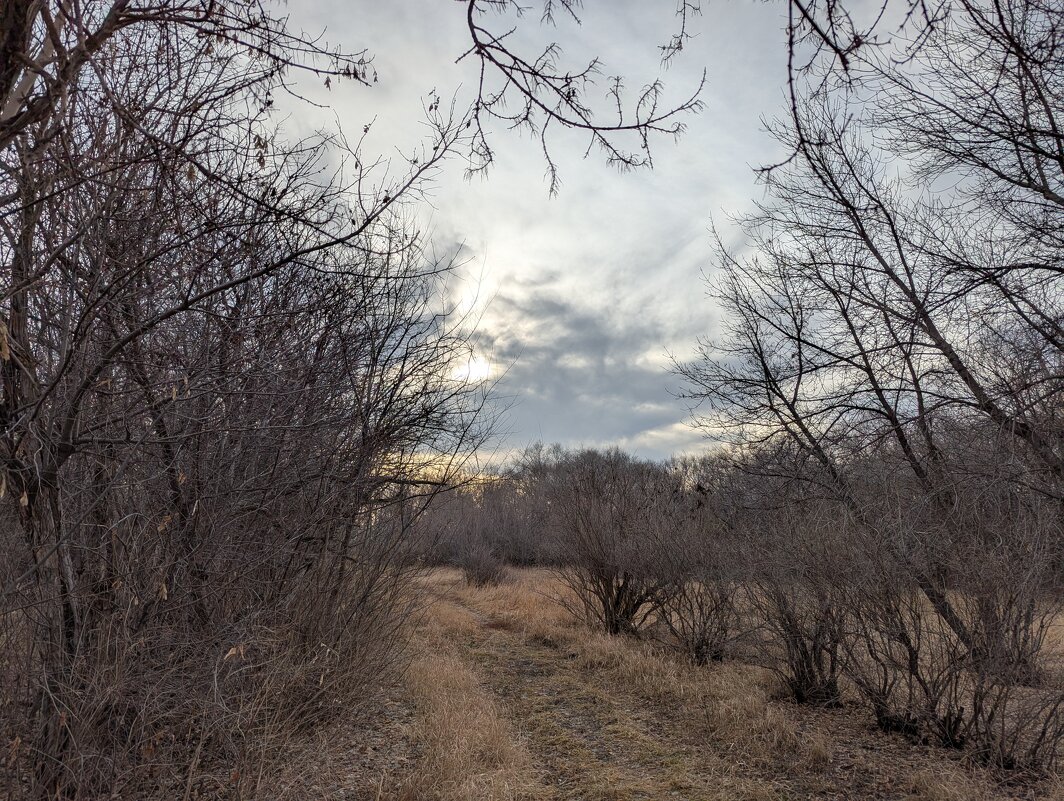 Туманы - Андрей Хлопонин