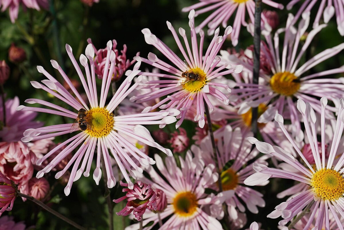 Хризантемы - Татьяна Тюменка