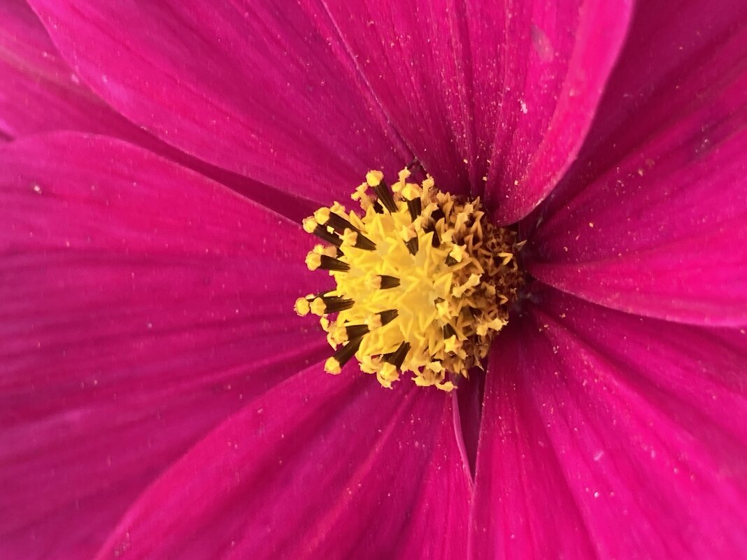 Пестики- тычинки - Ольга Савельева 