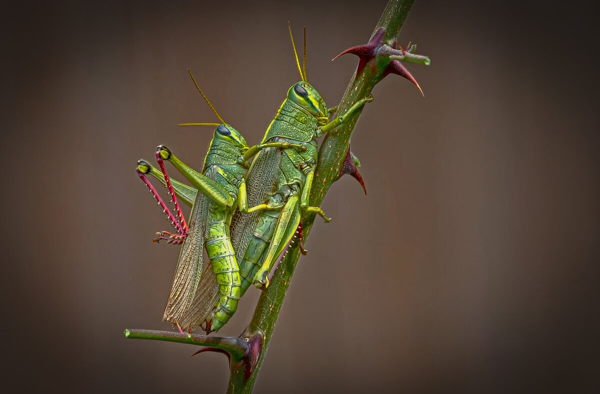 Саранча Зелёная кобылка. - Aleksey Afonin