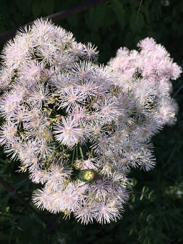 Розовое и пушистое - Ольга Савельева 
