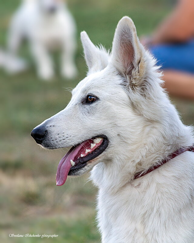 Белая швейцарская овчарка (Белый пастух) - Светлана Ищенко Белая швейцарская овчарка (Белый пастух) - Светлана Ищенко