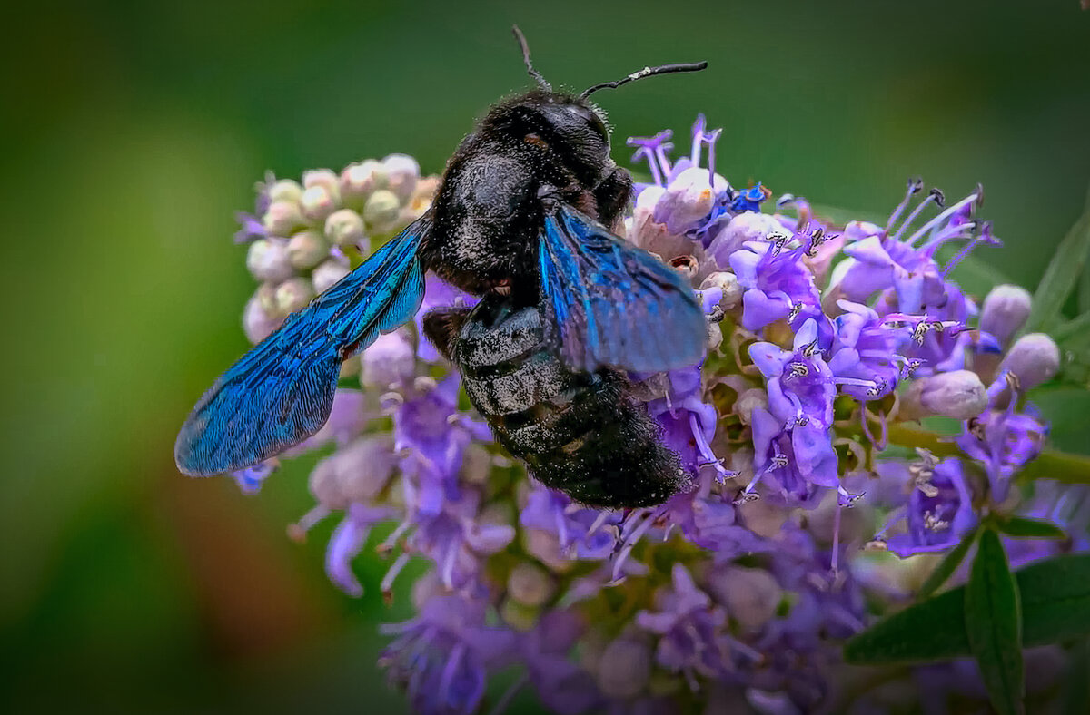 Пчела-плотник - Aleksey Afonin