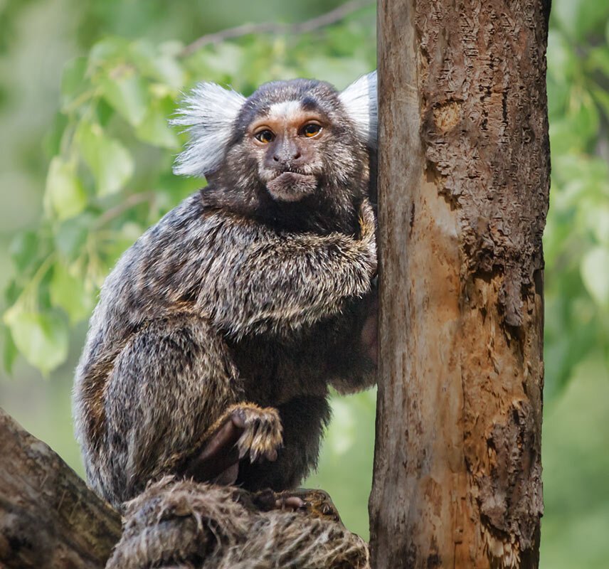 Игрунка - SanSan 