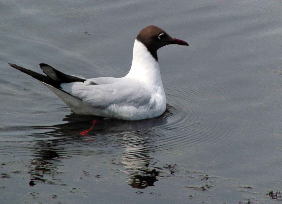 Озёрная чайка. - nadyasilyuk Вознюк