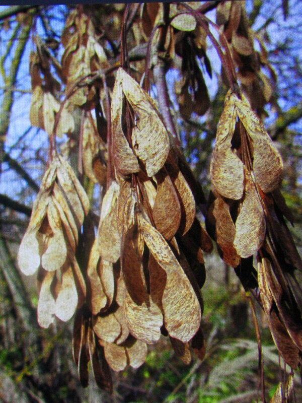 Серёжки - Людмила Смородинская