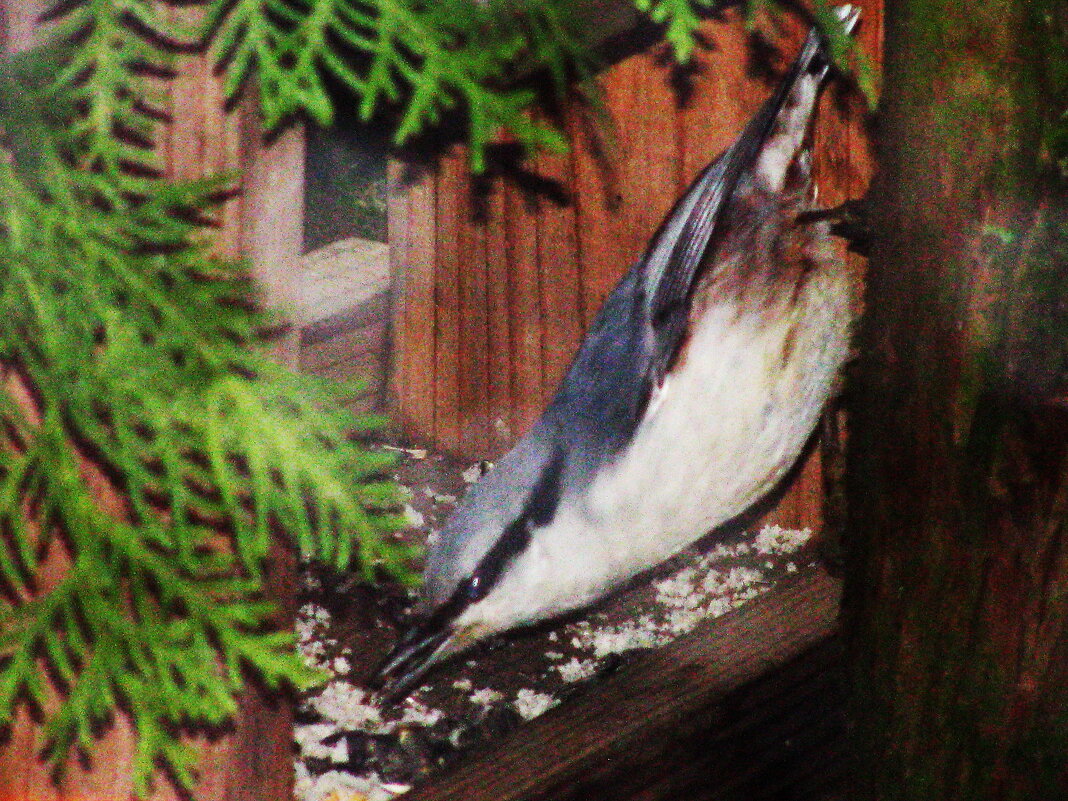 Вечно голодный - Людмила Смородинская