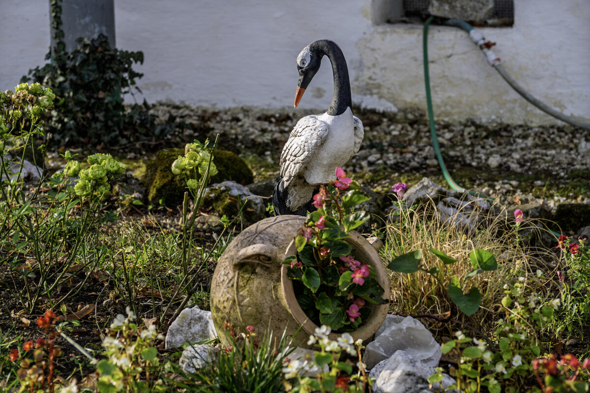 Клумба - Игорь Сикорский