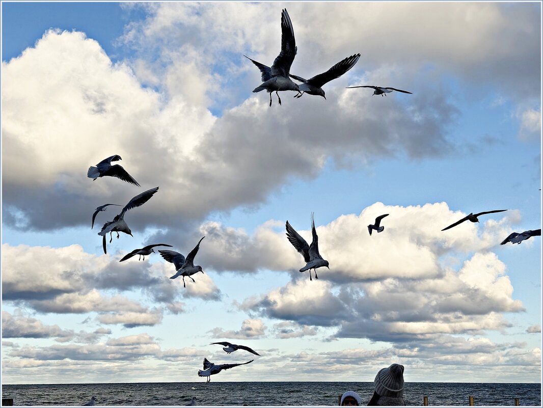 Чайки над морем. - Валерия Комова