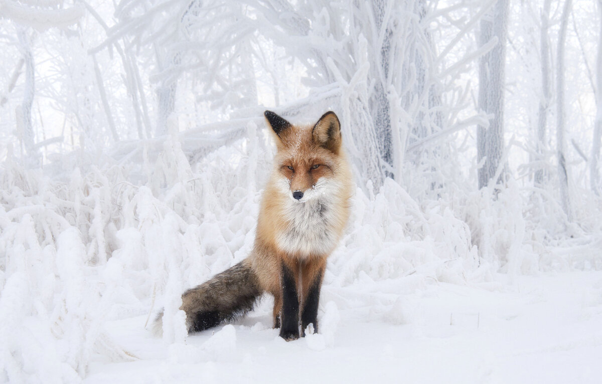 Лиса в снежной сказке - Марина Фомина. Лиса в снежной сказке - Марина Фомина.