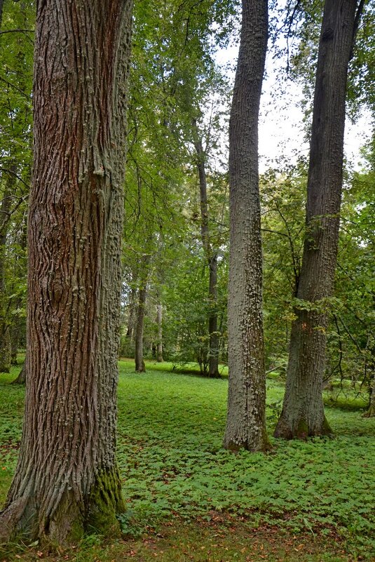 ПЕТРОВСКОЕ, вотчина Ганнибалов. - Виктор Осипчук ПЕТРОВСКОЕ, вотчина Ганнибалов. - Виктор Осипчук