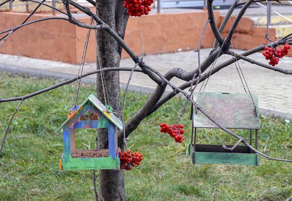 А вы развесили кормушки для птиц? - Валерий Иванович А вы развесили кормушки для птиц? - Валерий Иванович