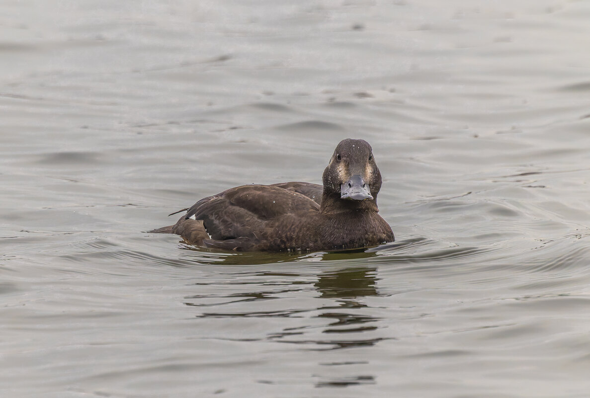турпан. - юрий макаров