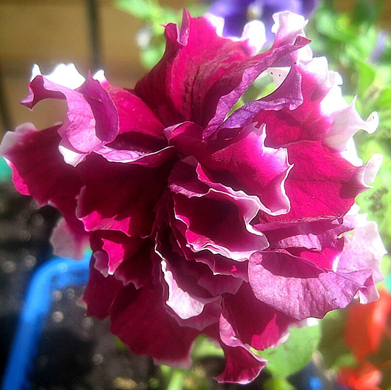 Петунья - Елена Семигина