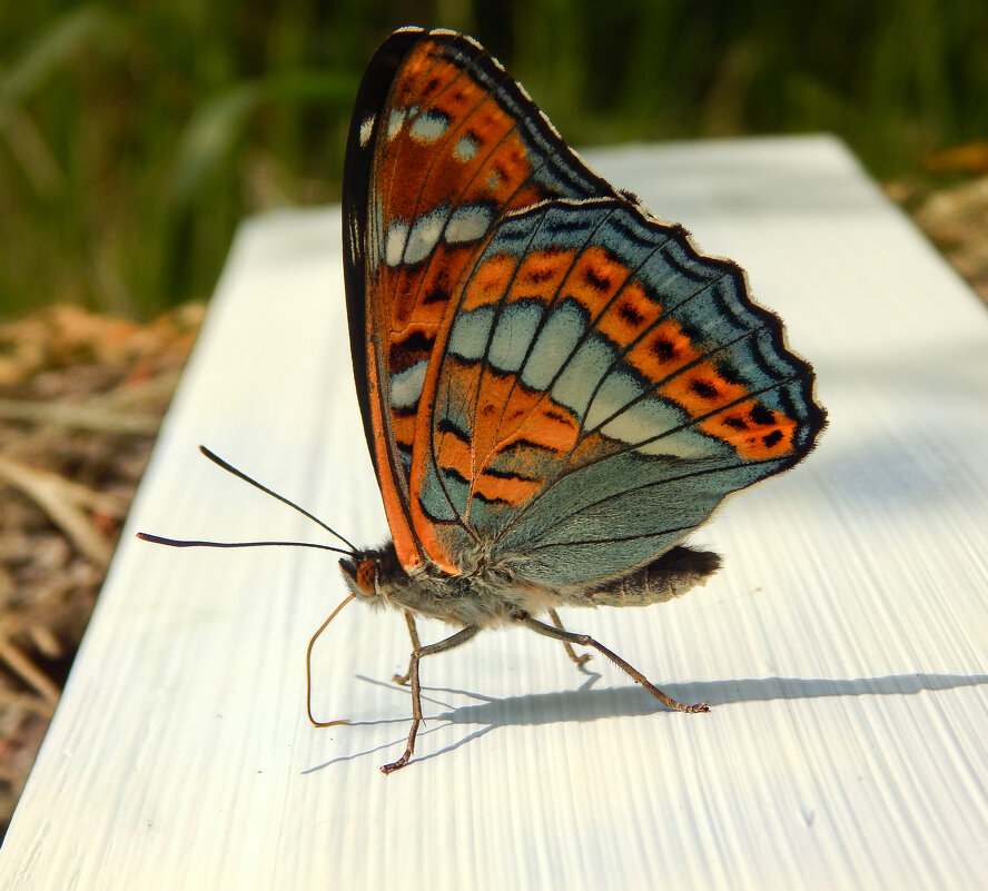 Редкая гостья - Александр Ковальчук