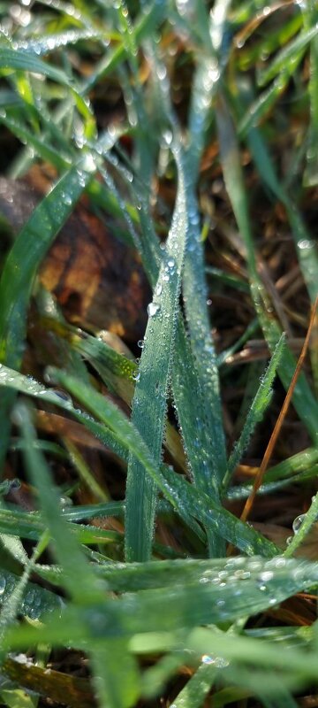 Бусинки росы - Екатерина Леш