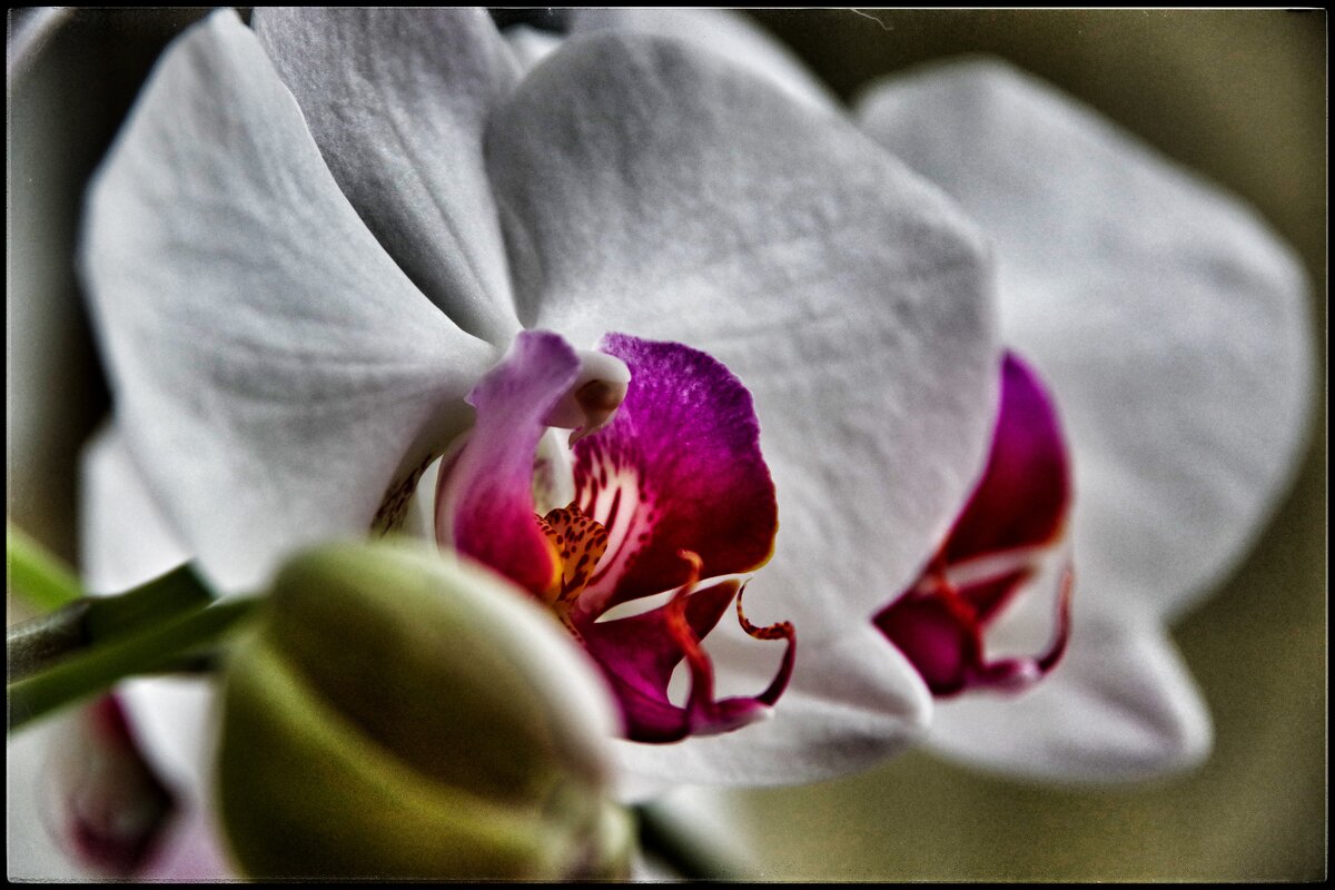 Орхидея. - Руслан Орхидея. - Руслан