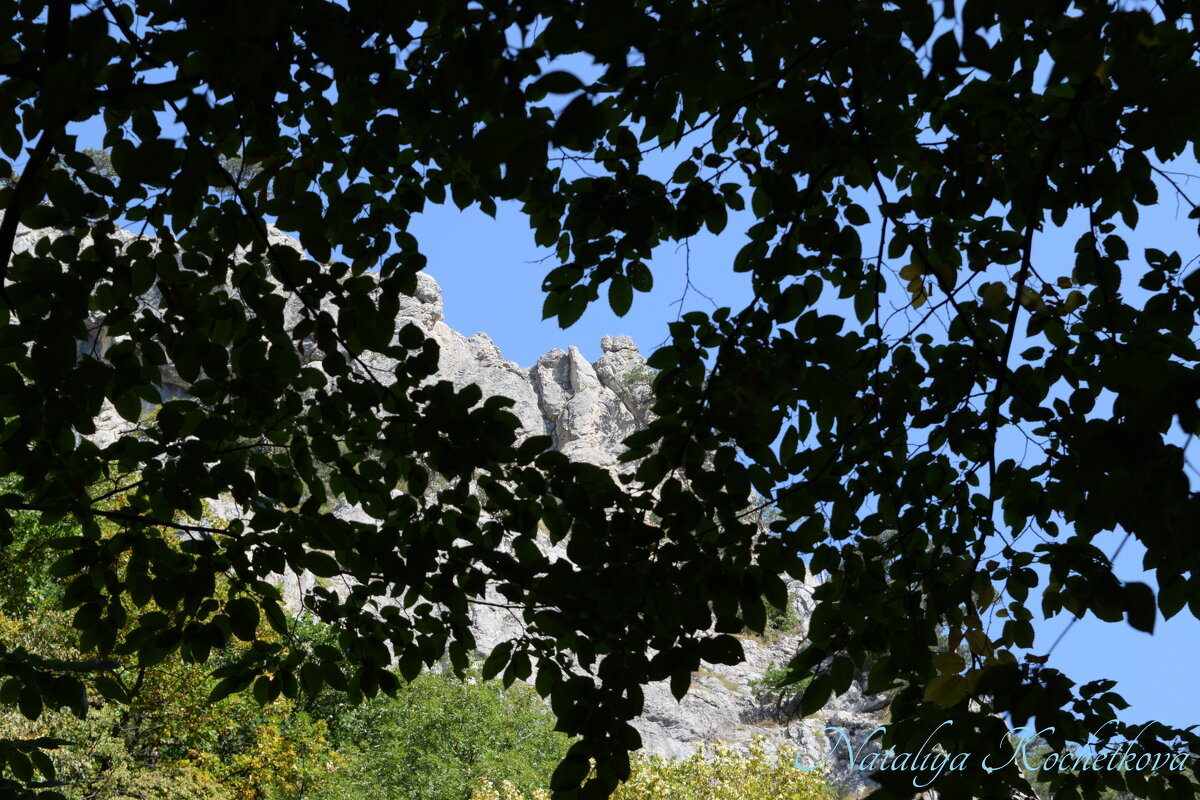 Природа Крыма - Amazing Cosmea