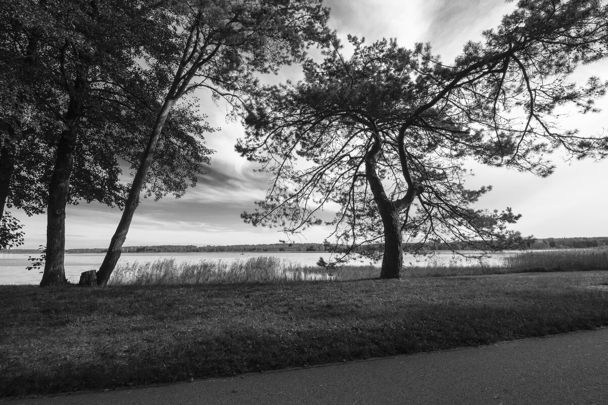 Б/Н - Николай 