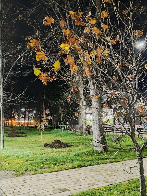 Осенний привет декабрю... - tatyana 