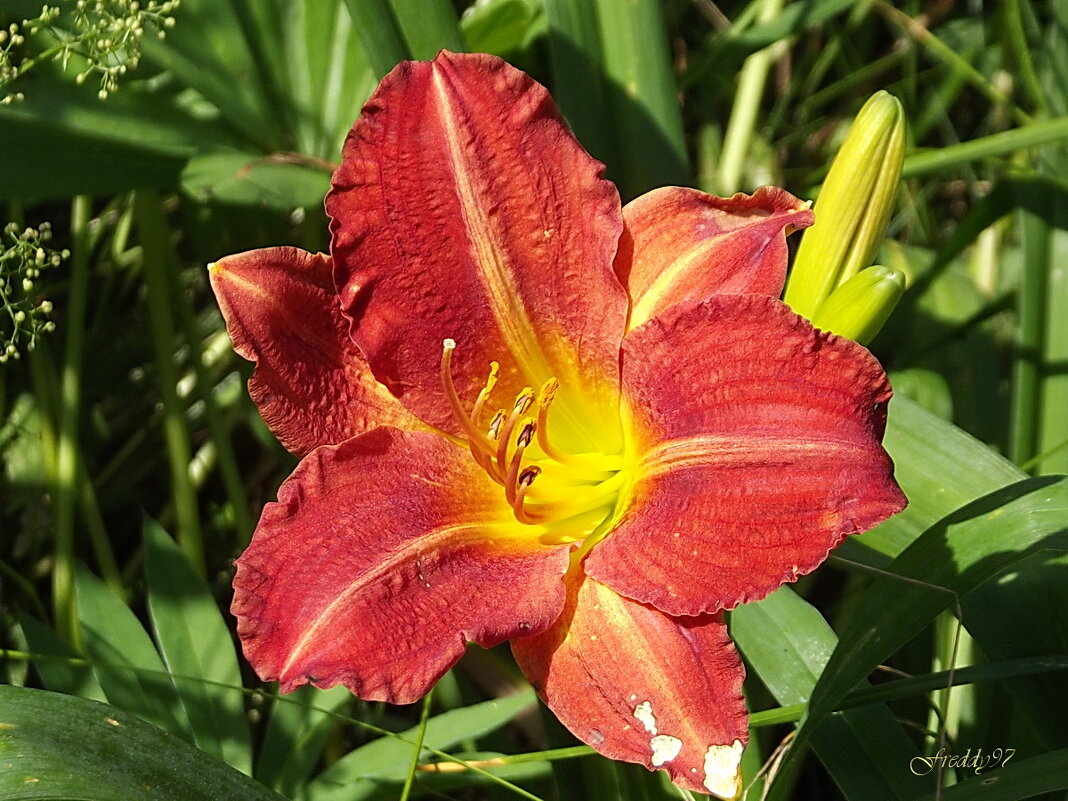 Лилейник - Freddy 97 Лилейник - Freddy 97